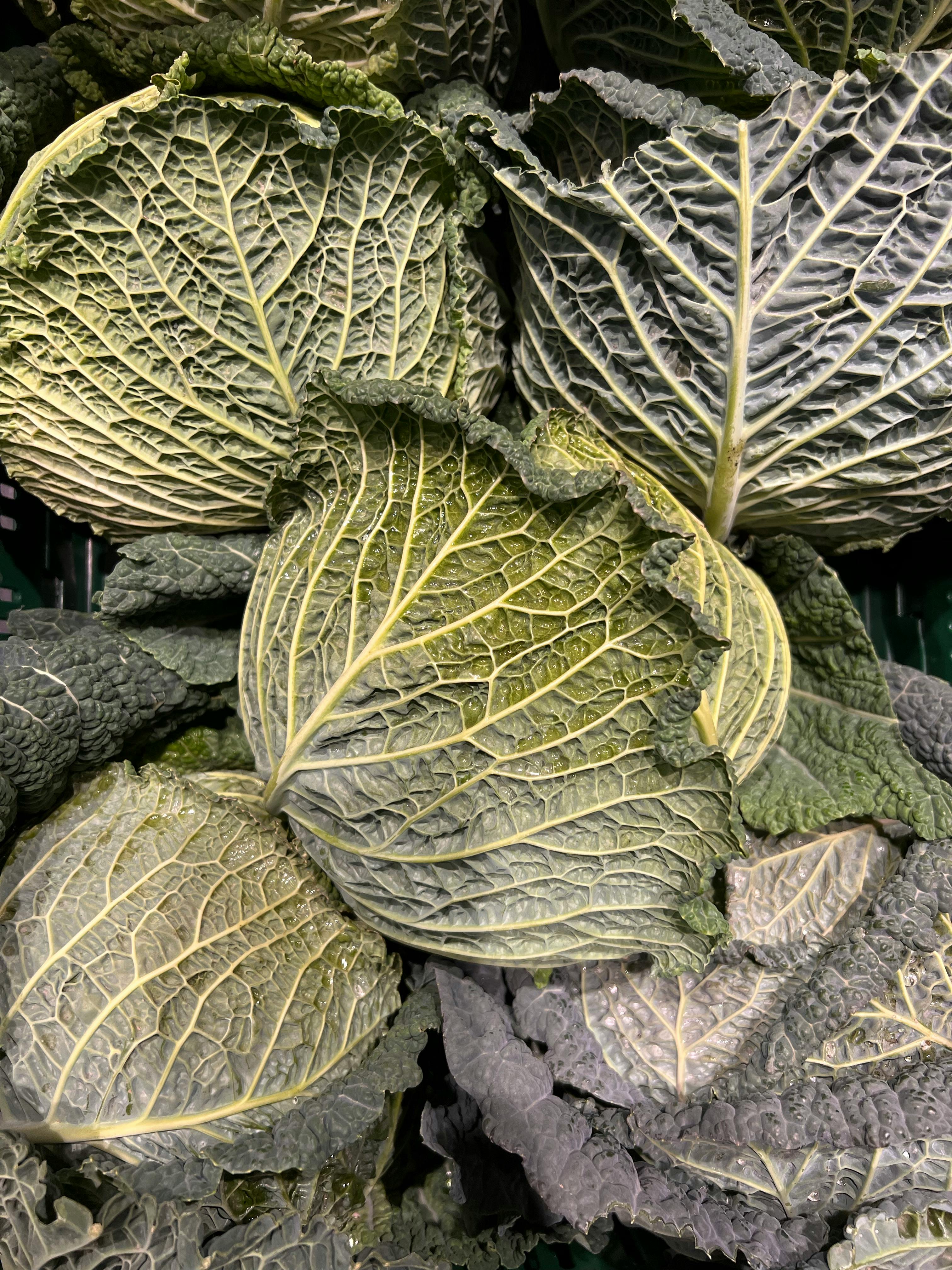 Smart Ways to Optimize Health Using the Plant Paradox Diet in 2025