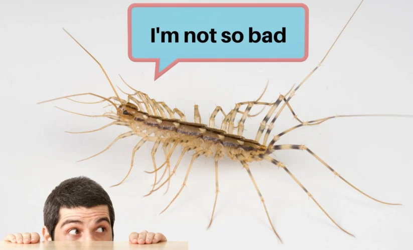 Effective Ways to Optimize Your House Centipede Diet for Improved Health in 2025