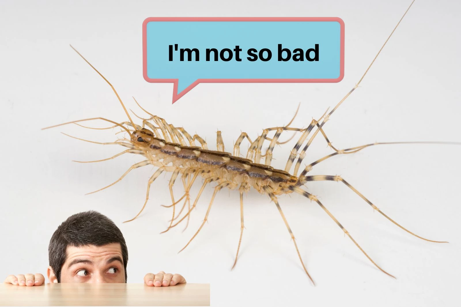 Effective Ways to Optimize Your House Centipede Diet for Improved Health in 2025