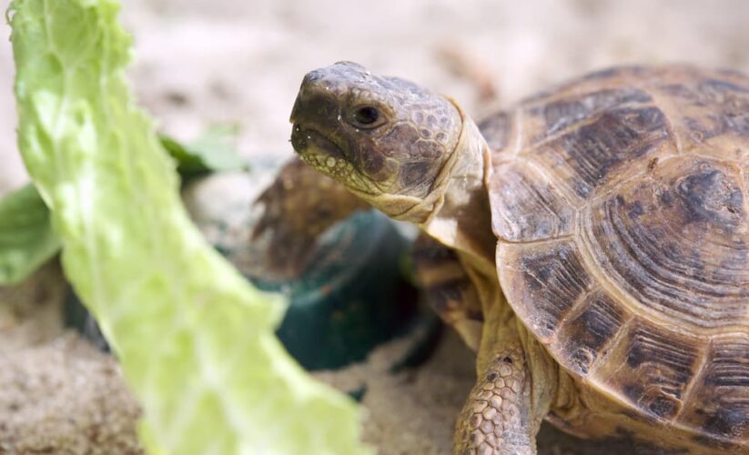 Practical Guide to Russian Tortoise Diet: Essential Foods for 2025