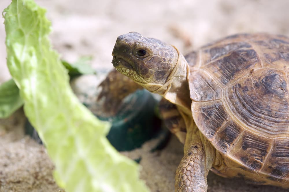 Practical Guide to Russian Tortoise Diet: Essential Foods for 2025