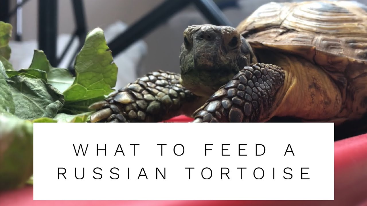 Russian Tortoise Diet