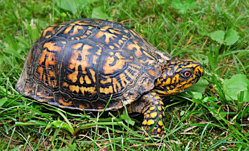 Essential Guide to Eastern Box Turtle Diet: Explore Modern Feeding Solutions for 2025