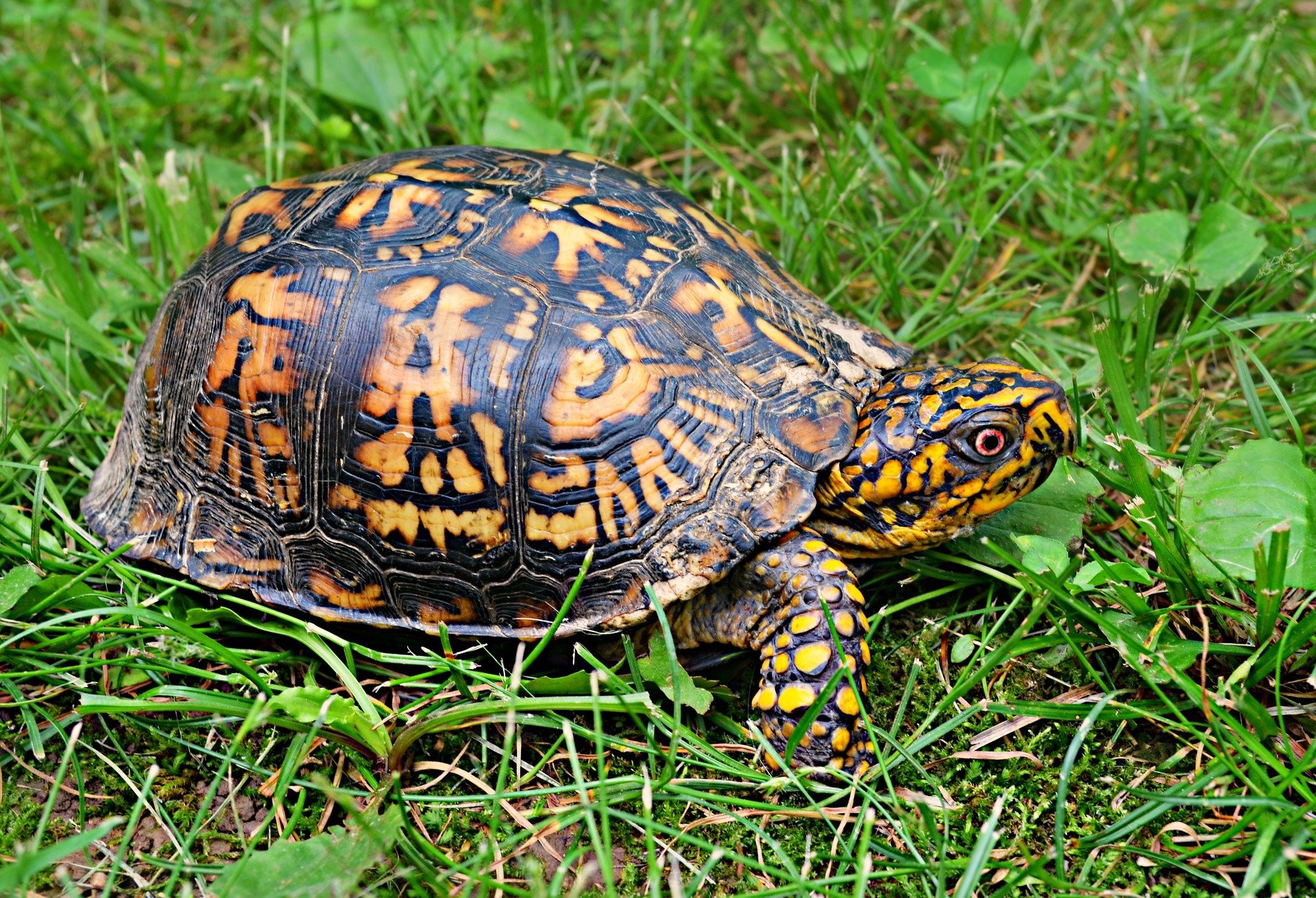 Essential Guide to Eastern Box Turtle Diet: Explore Modern Feeding Solutions for 2025