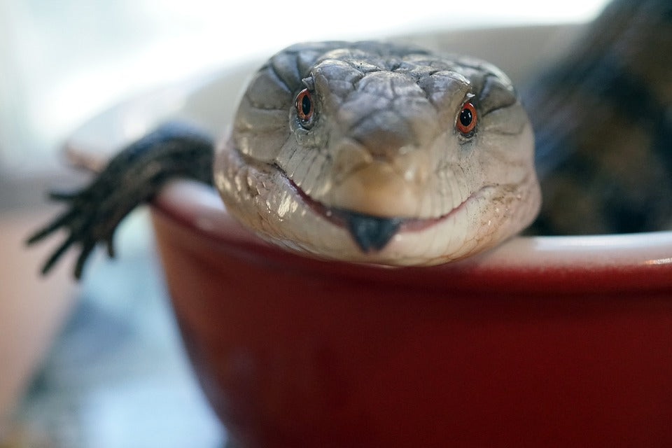 Effective Ways to Enhance Your Blue Tongue Skink Diet in 2025: Discover Balanced Nutrition!