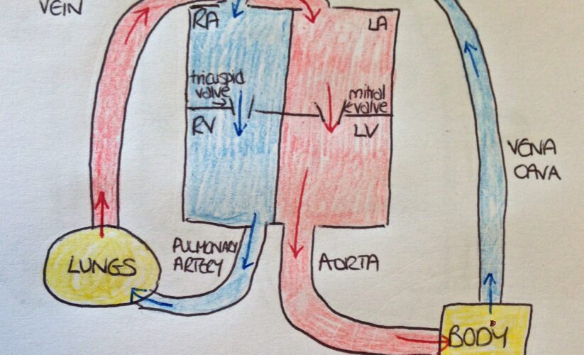 Effective Guide to Heart Box Diagram: Simplify Your Understanding in 2025