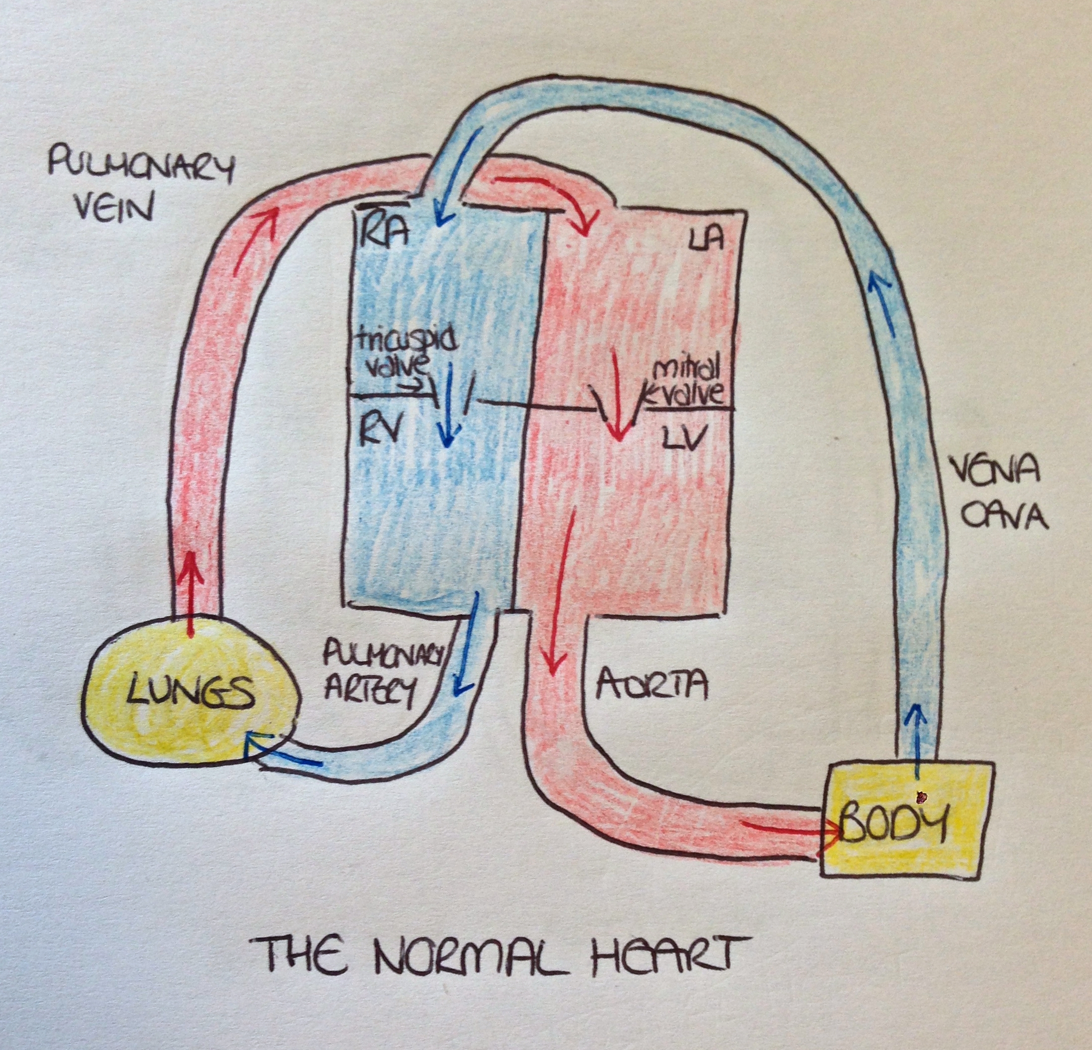 Effective Guide to Heart Box Diagram: Simplify Your Understanding in 2025