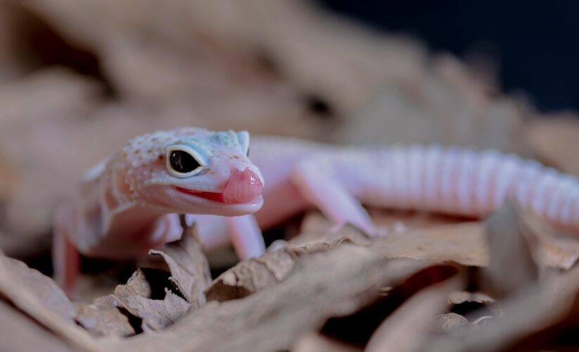 Smart Guide to Leopard Gecko Diet: Top 5 Essential Foods for 2025