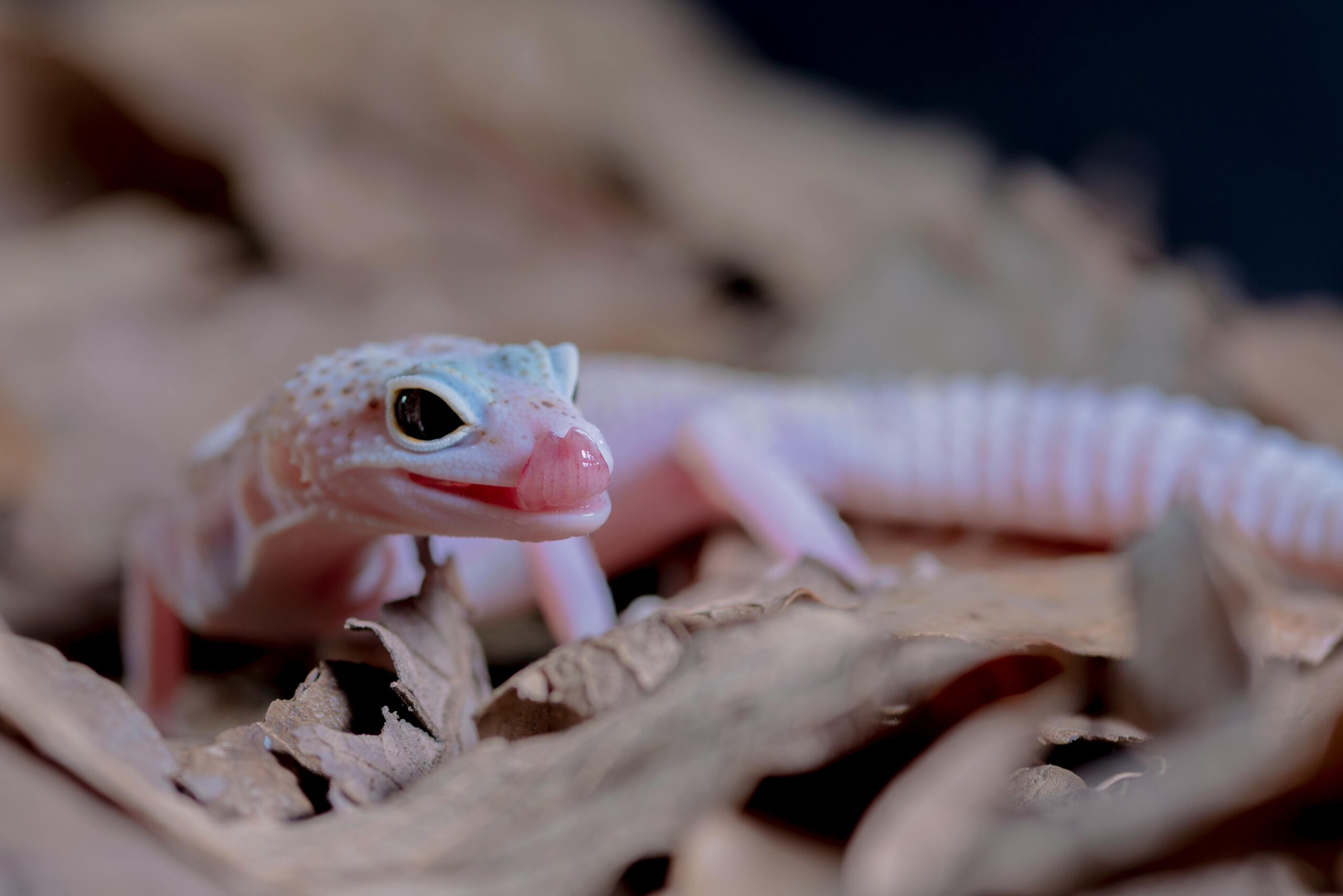 Smart Guide to Leopard Gecko Diet: Top 5 Essential Foods for 2025