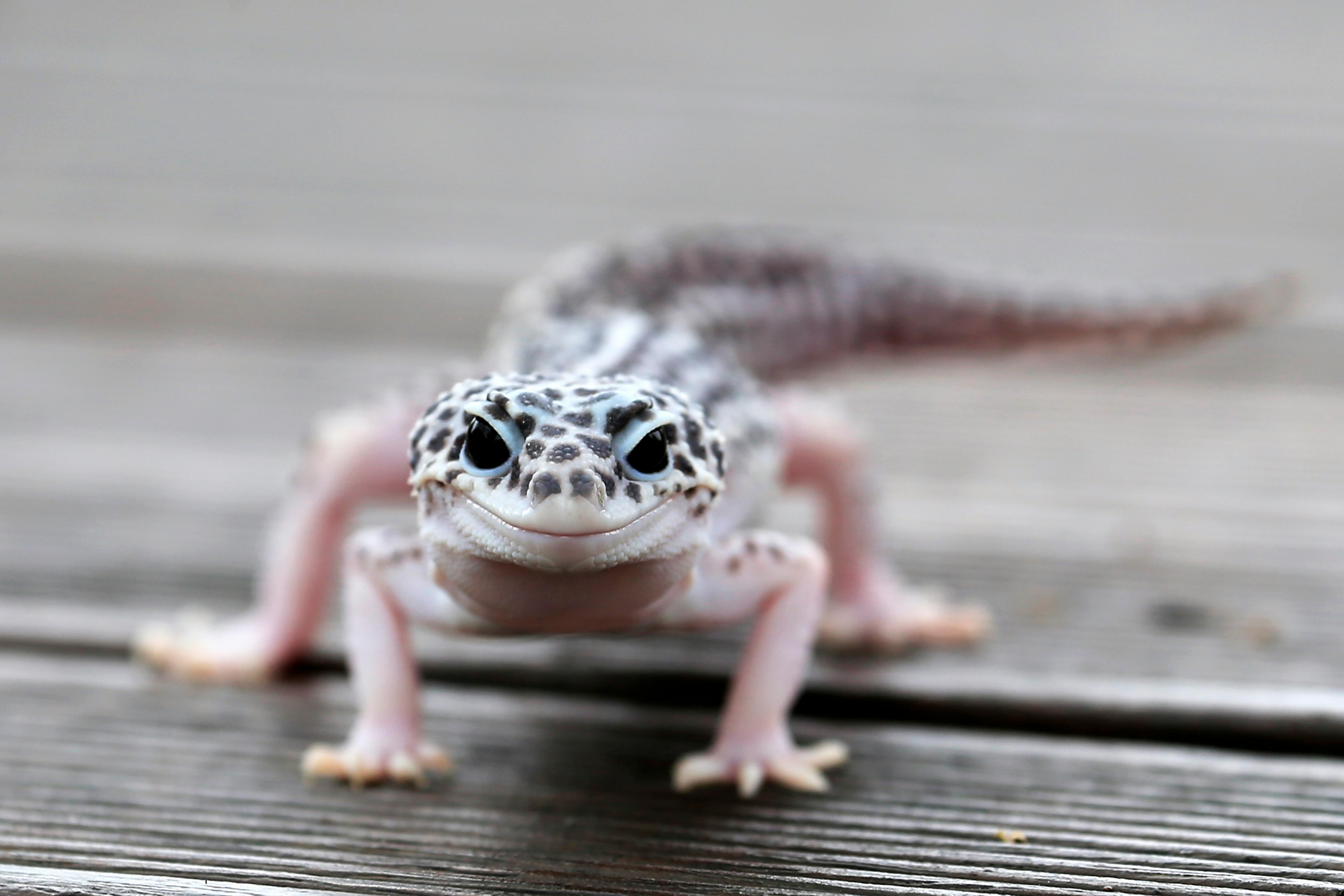 Leopard Gecko Diet