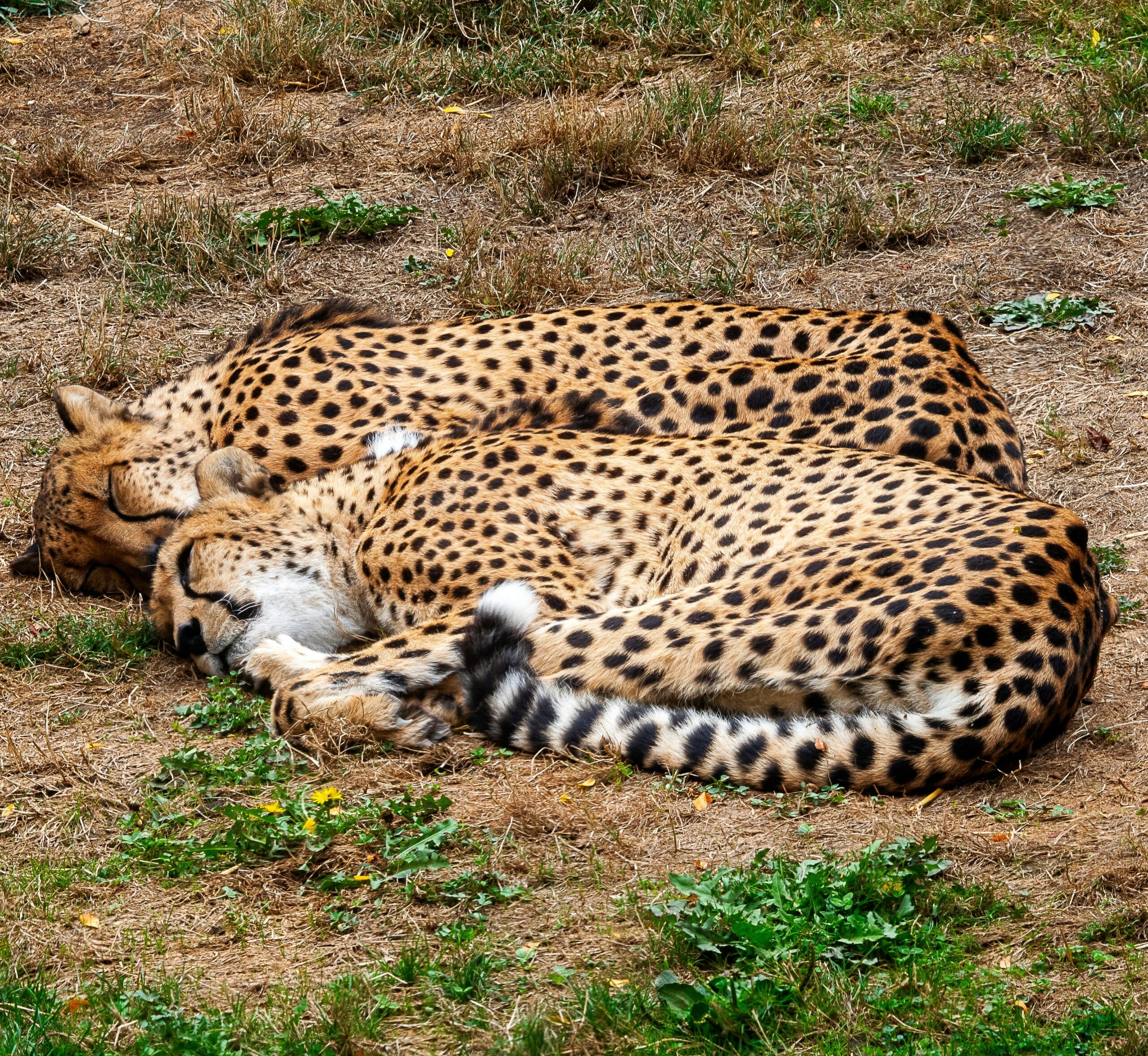 Effective Ways to Understand the Snow Leopard Diet for Better Preservation in 2025