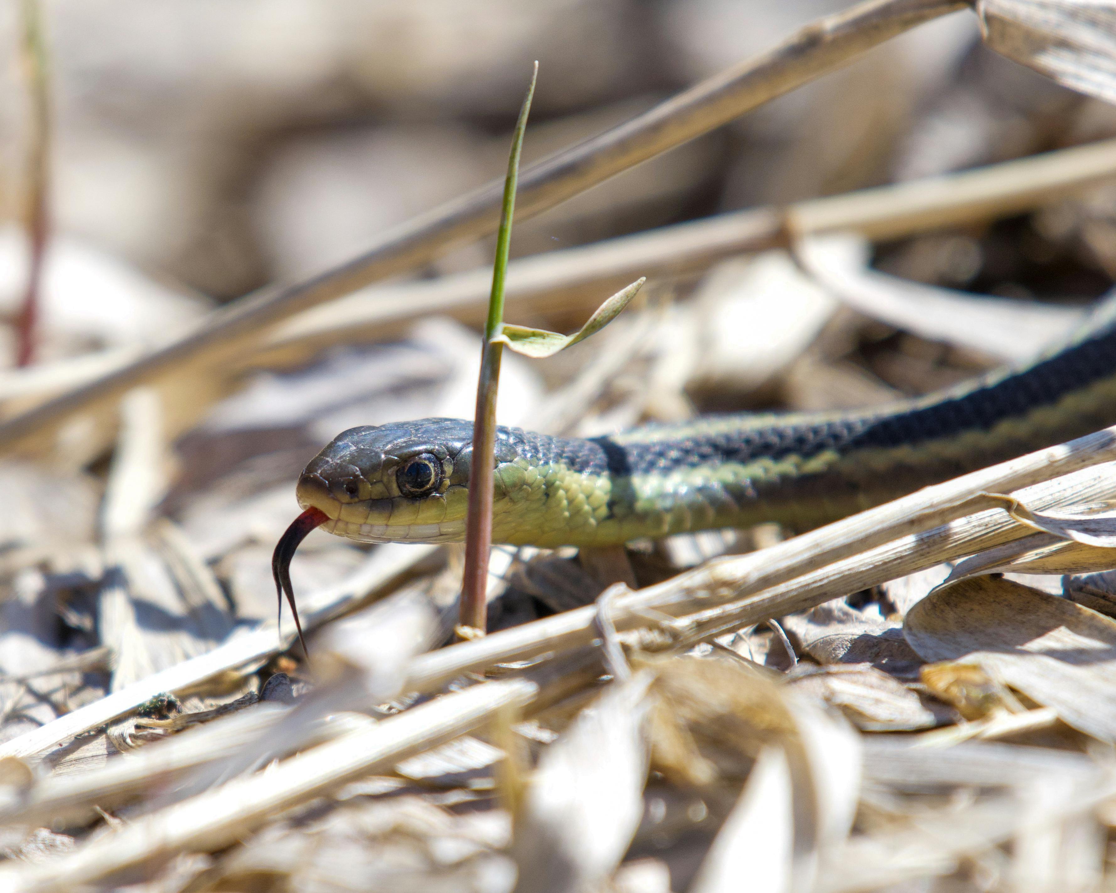 Garter Snake Diet